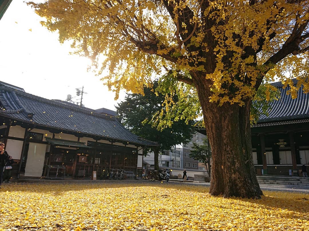 京都の本山佛光寺の境内の D&DEPARTMENT KYOTO様
